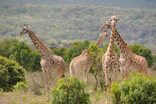 Arusha-giraffes