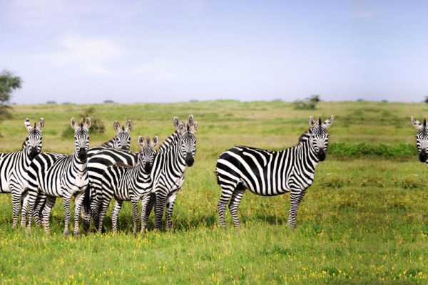 katavi-zebras