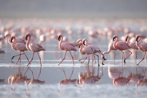 lake manyara flamingos