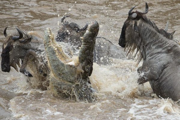 mara river nile crocodile
