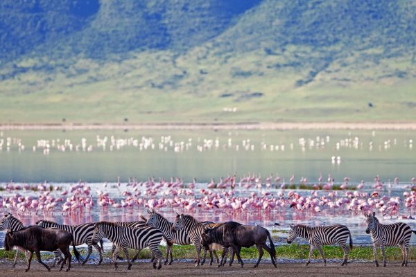 ngorongoro-crater-floor-teaming-with-game