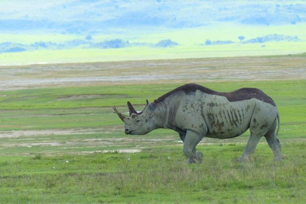 ngorongoro-rhino-1