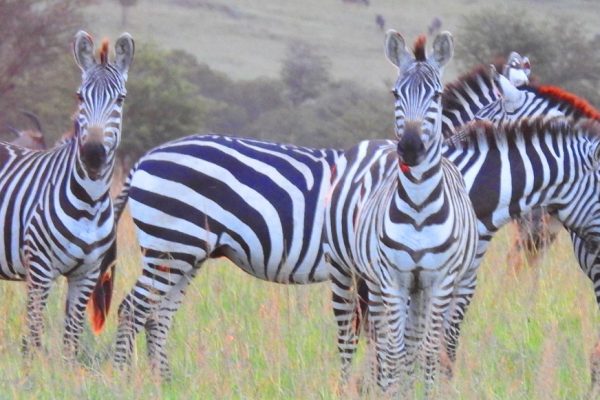 zebras mikumi